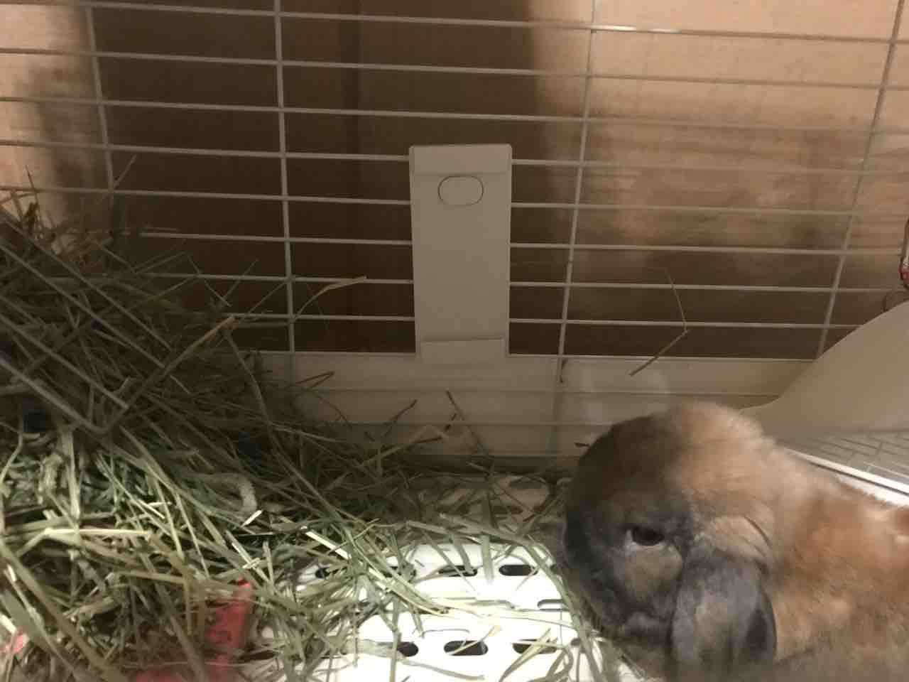 ぶー助くん毛球症うっ滞闘病生活 ぶー助くんはパイナップルジュースはお好き お嫌い うさちゃんのほわほわもこもこスパイシーな日常