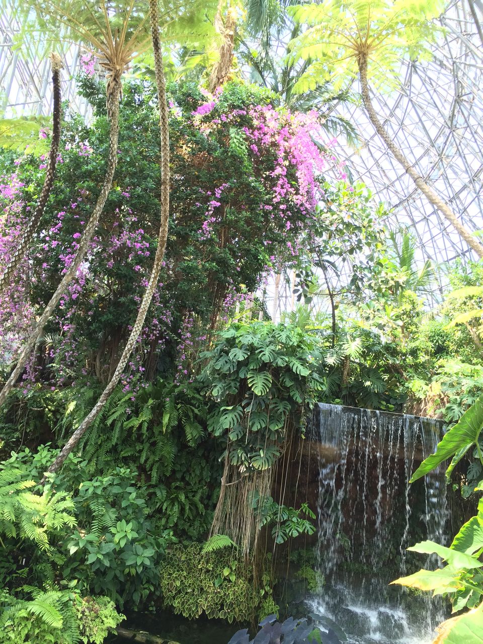 都立 夢の島公園 夢の島熱帯植物館 Va Bene