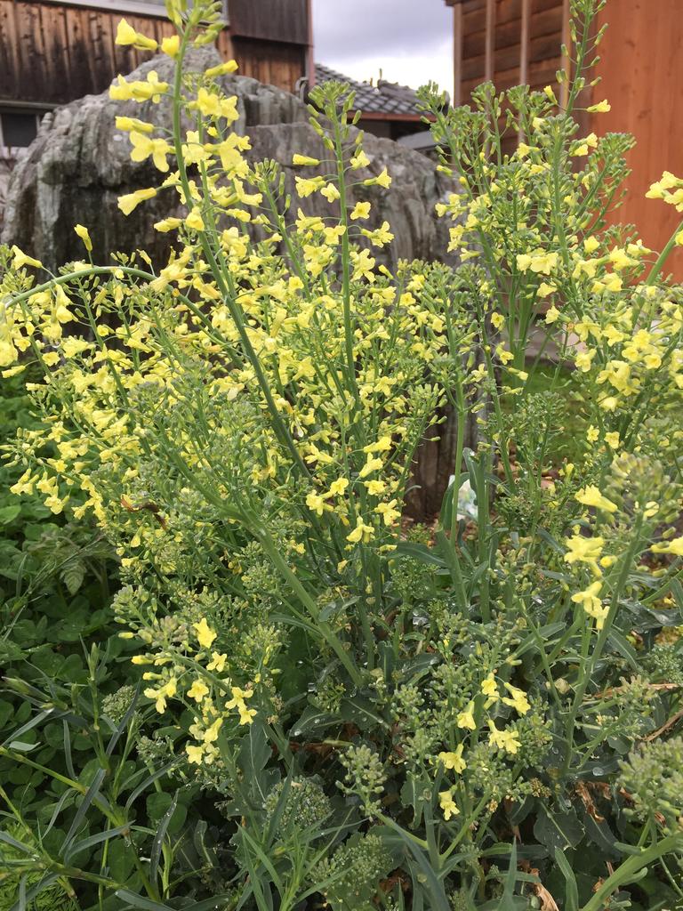 ブロッコリーの花は 生命力あふれる春の色 手作りリースのお店 教室 あこプランツ ブログ 京都 大原野