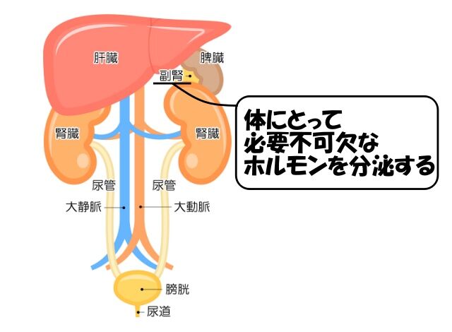 【解説】副腎(別称:腎上体)とはどんな臓器!?体のどこに存在する!? : ゆるふわ医書