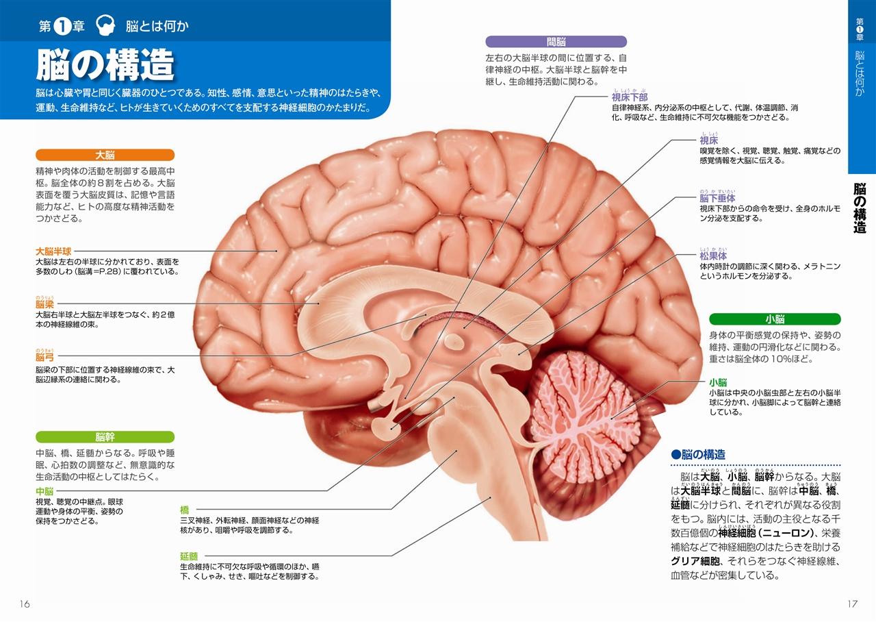 【速報】脳幹とは!? : ゆるふわ医書