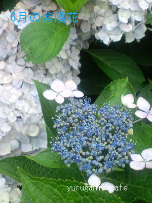 BlogPaint