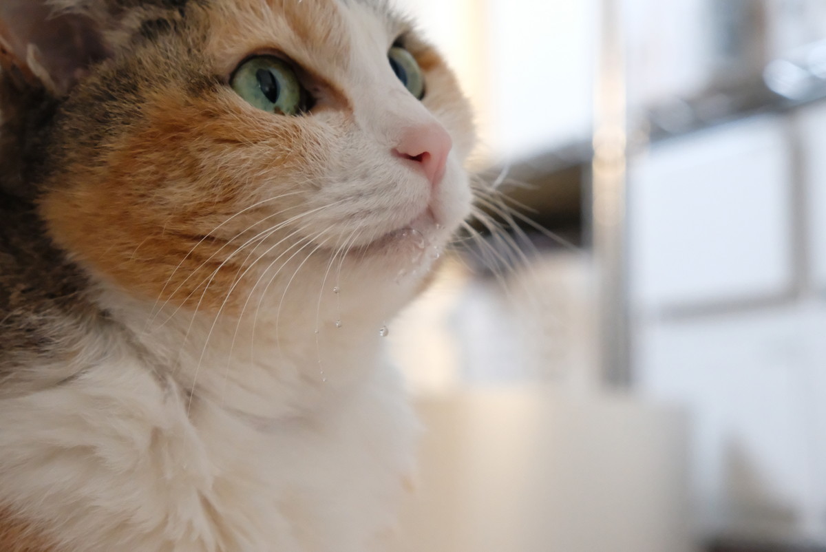 ❶1515愛猫