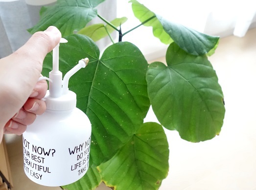 セリア・霧吹き フリーワード・ウンベラータ①