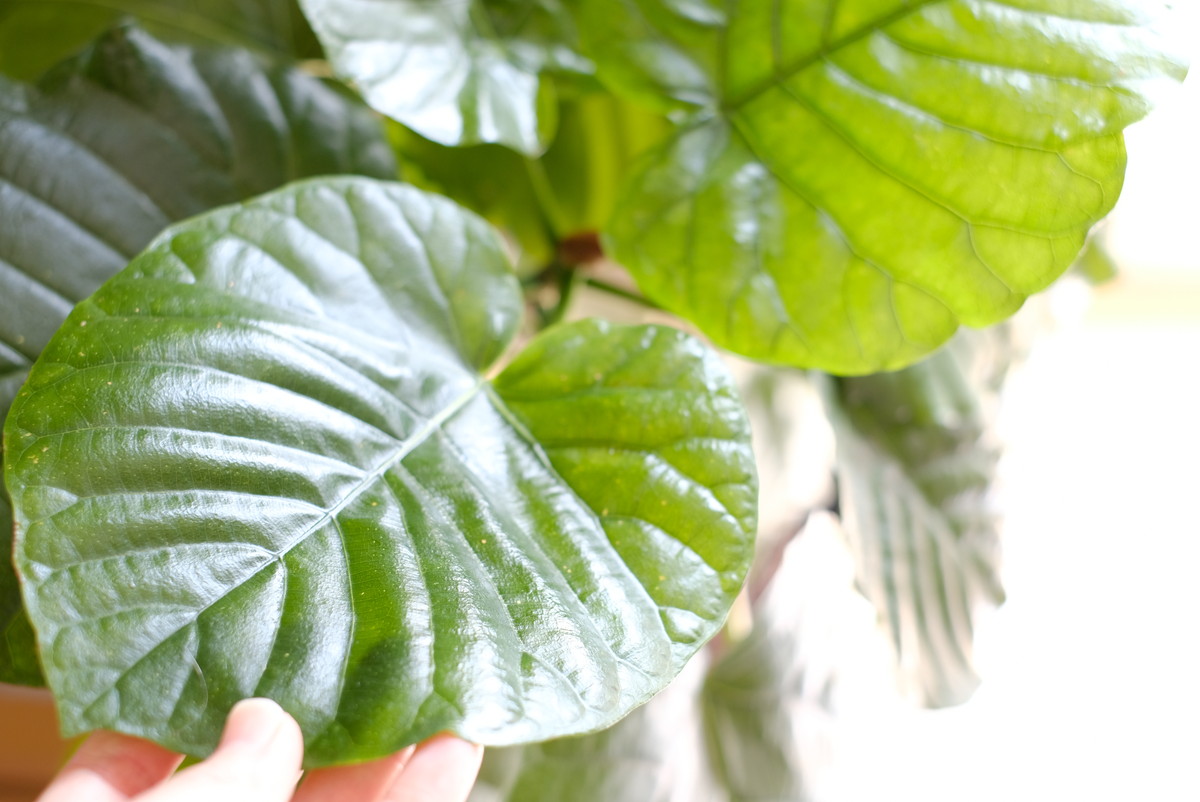 無印・観葉植物用 リーフクリーナー・ウンベラータ②