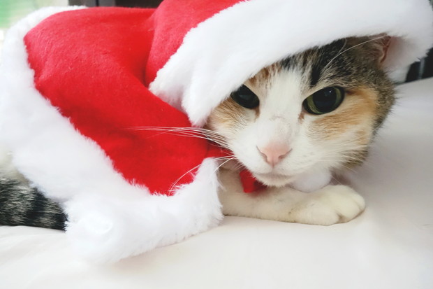 2018年・クリスマス・愛猫サンタ①