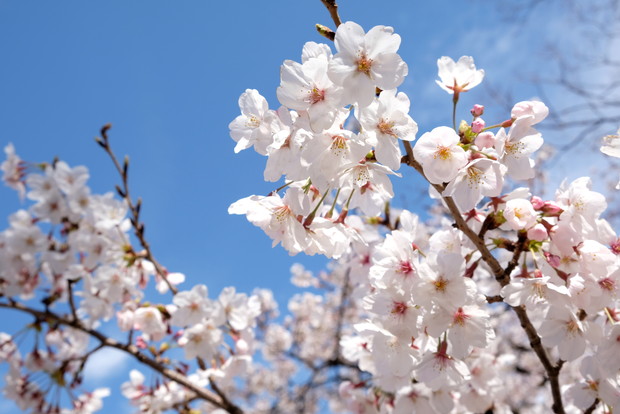2019年4月・花見・桜・大阪城公園②