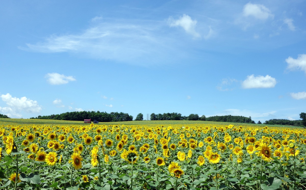 北海道・北竜町・ひまわり畑