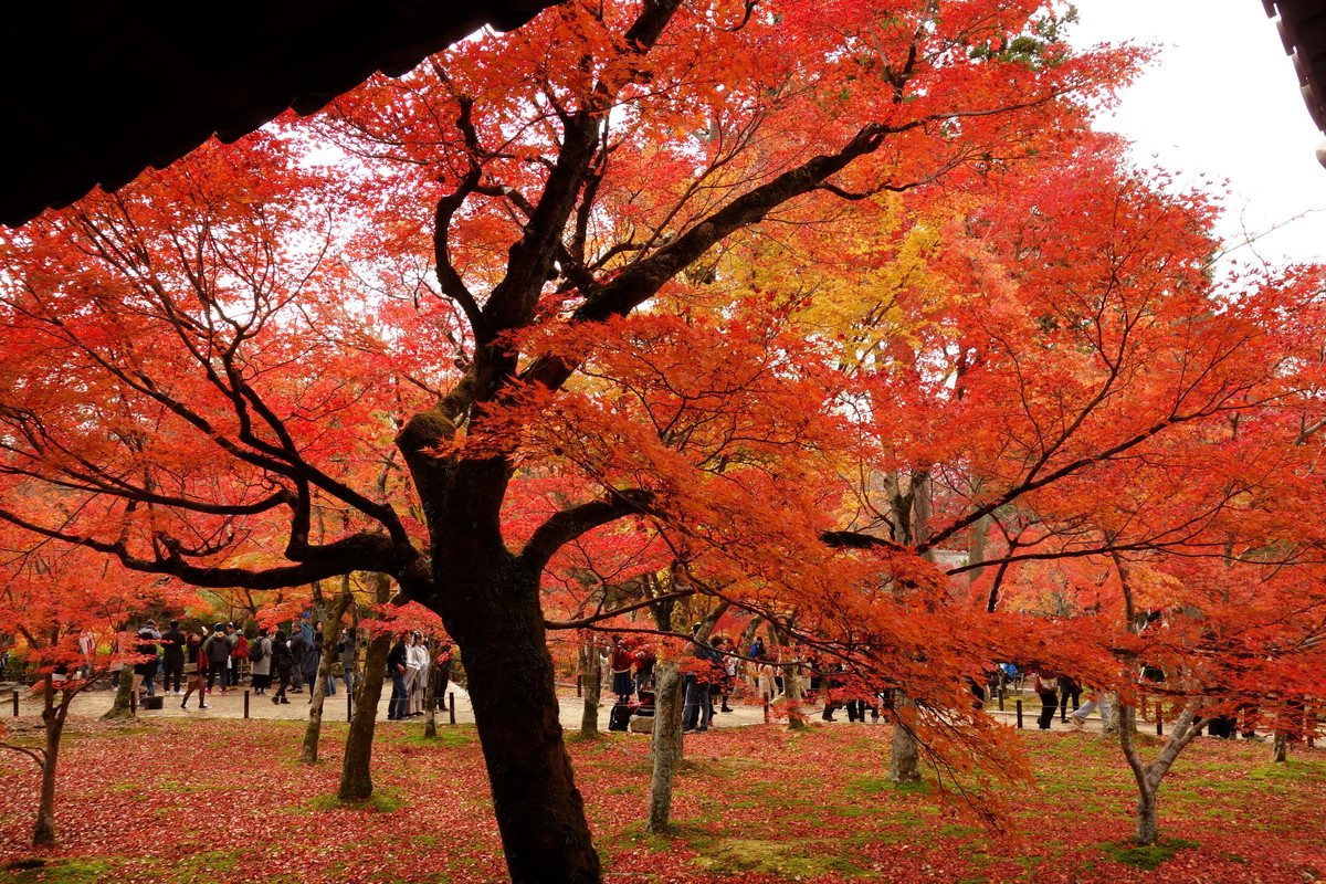 京都・東福寺①