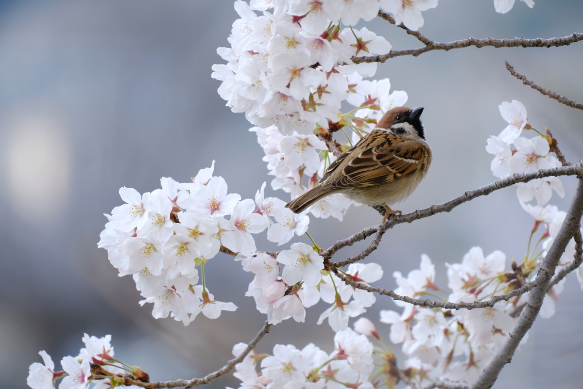 2022年・花見・桜・すずめ①