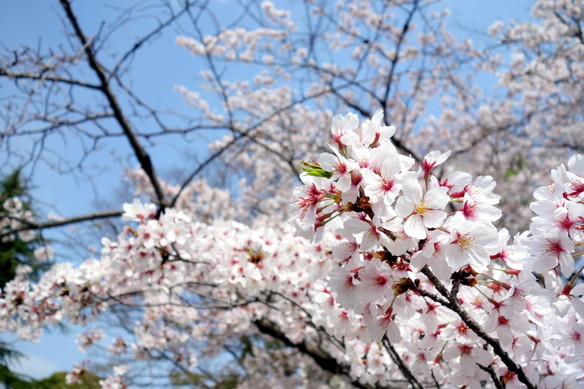 2018.4月・桜①