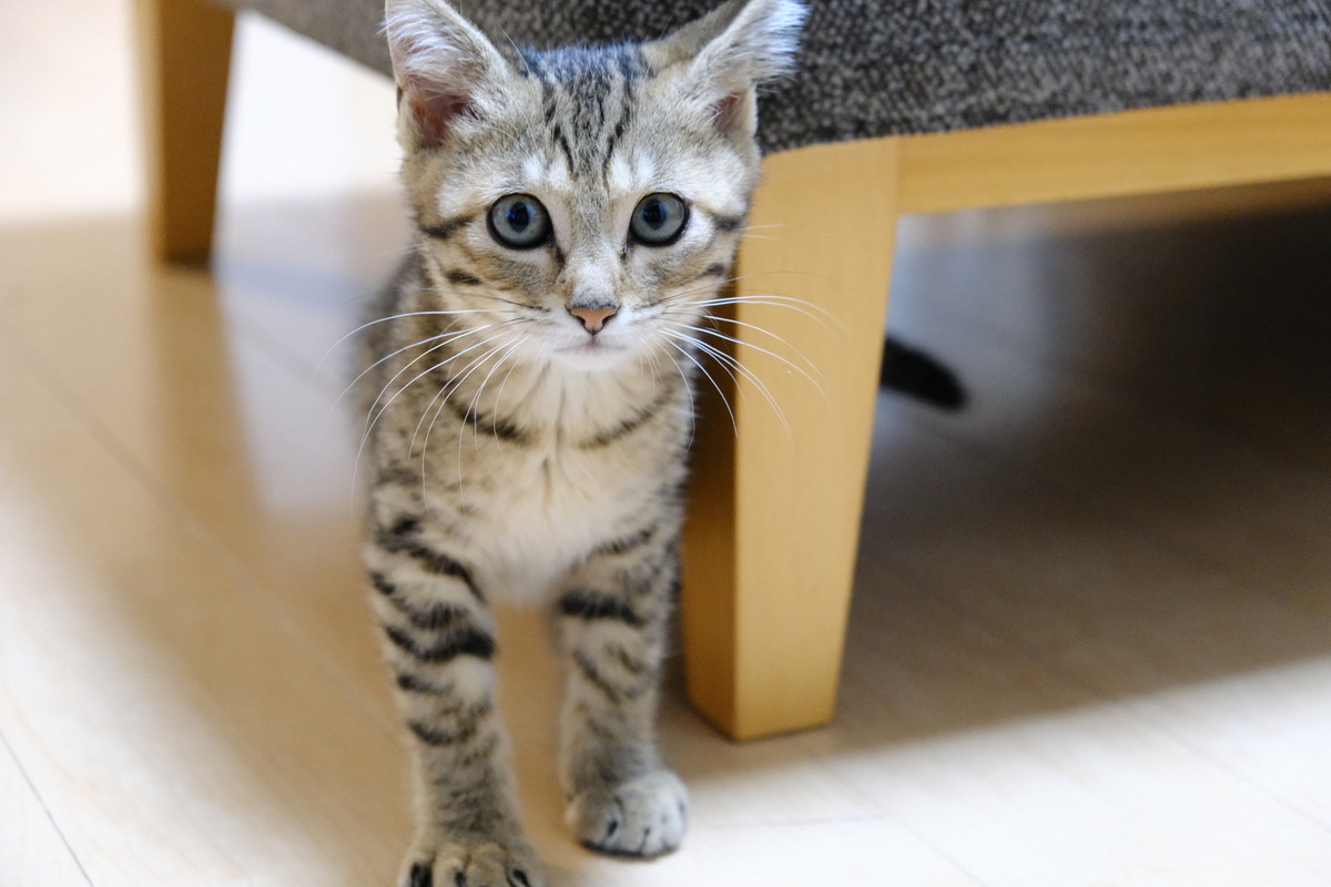 ❸DSCF3957a愛猫