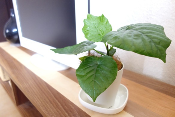 ウンベラータ①