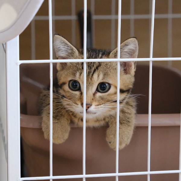 ❷DSCF3883sq愛猫