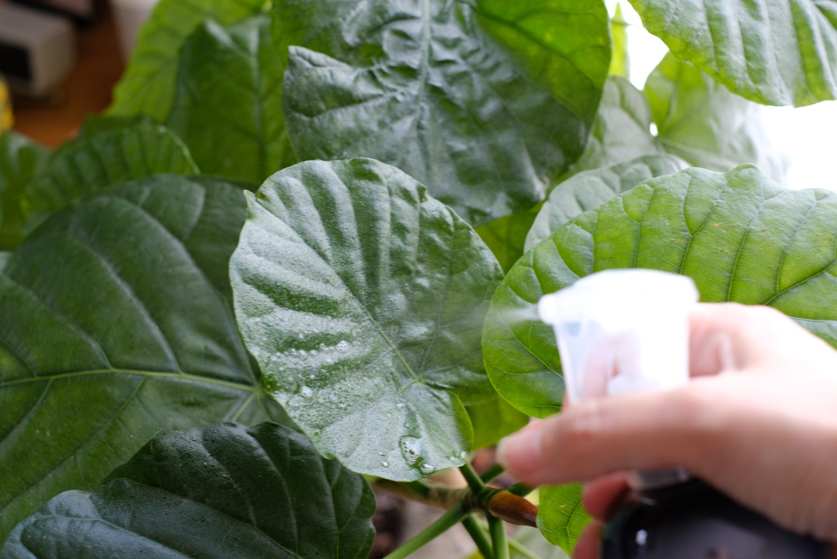 無印・観葉植物用 リーフクリーナー・ウンベラータ①