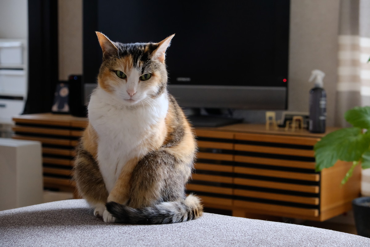 ❶9964愛猫