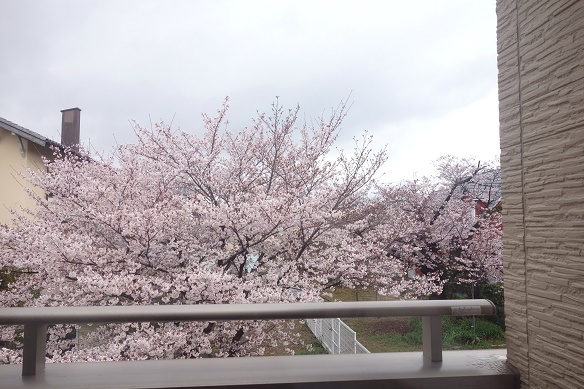 桜③