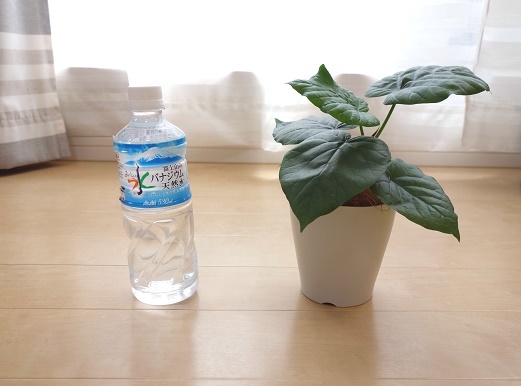 ウンベラータ②