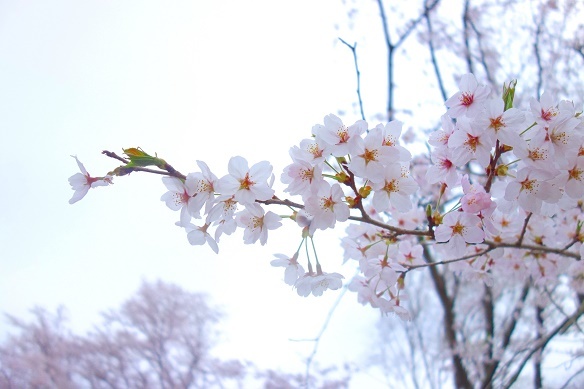 桜①