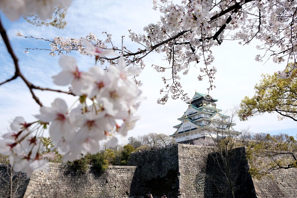 大阪城・花見・桜①