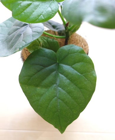 ウンベラータ④