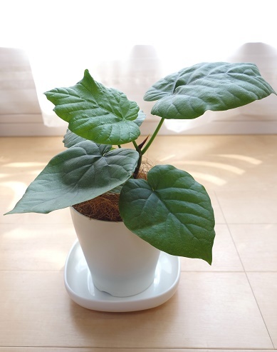 セリア・イノマタ化学・フォリオディッシュ&ウンベラータ①