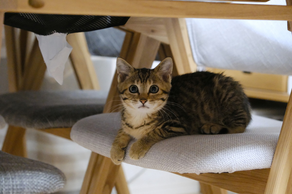 ❶DSCF3999a愛猫