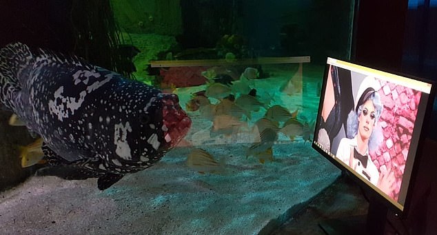 イギリス 水族館 ネットフリックスに関連した画像-04