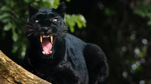 ヒョウ　事故　アメリカ　黒豹