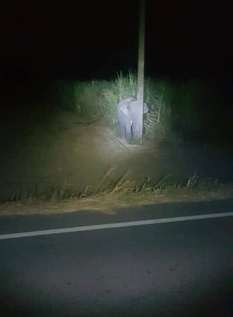 タイ 象 さとうきび ゾウ