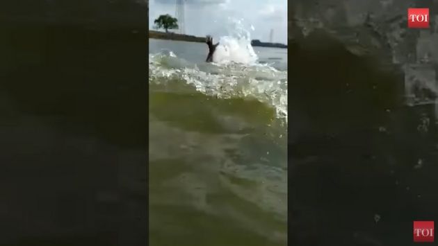 インド ワニ 湖に関連した画像-05