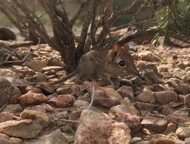 アフリカ ゾウ 仲間に関連した画像-03