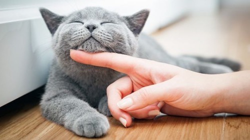 MeowTalk ネコ 通訳 猫語 Amazon アプリ