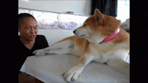 柴犬の拒む瞬間6連パチューに関連した画像-02