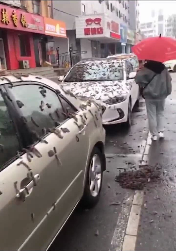 中国　ミミズ　ミミズの雨