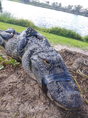 アメリカ ワニ 撃退