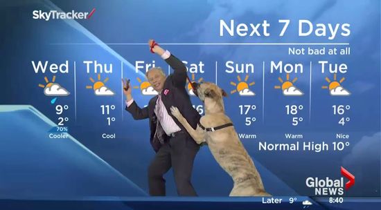 お天気コーナーで格闘する予報士と犬に関連した画像-01