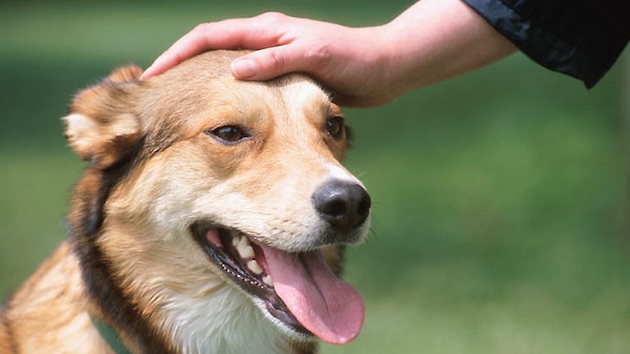 犬　散歩　黒人　白人に関連した画像-01