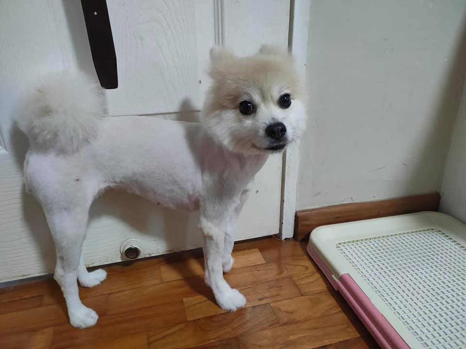 シンガポール 犬 トリミング