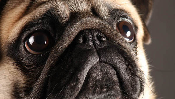 犬はどのようにパンツを履くか?に関連した画像-01
