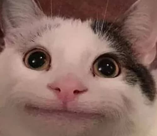 イギリスからロシアまで渡り新記録を打ち立てた奇跡のコウモリ 現地で猫に襲われ死亡 W ユルクヤル 外国人から見た世界