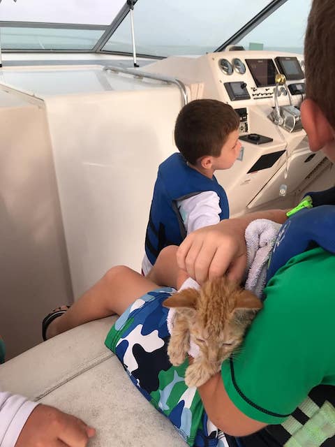 メキシコ 子猫 ボートに関連した画像-04