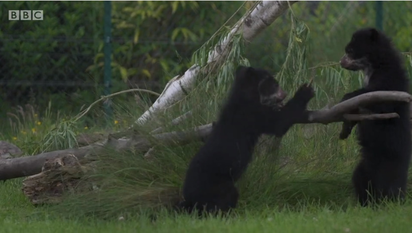 英国 メガネグマに関連した画像-03