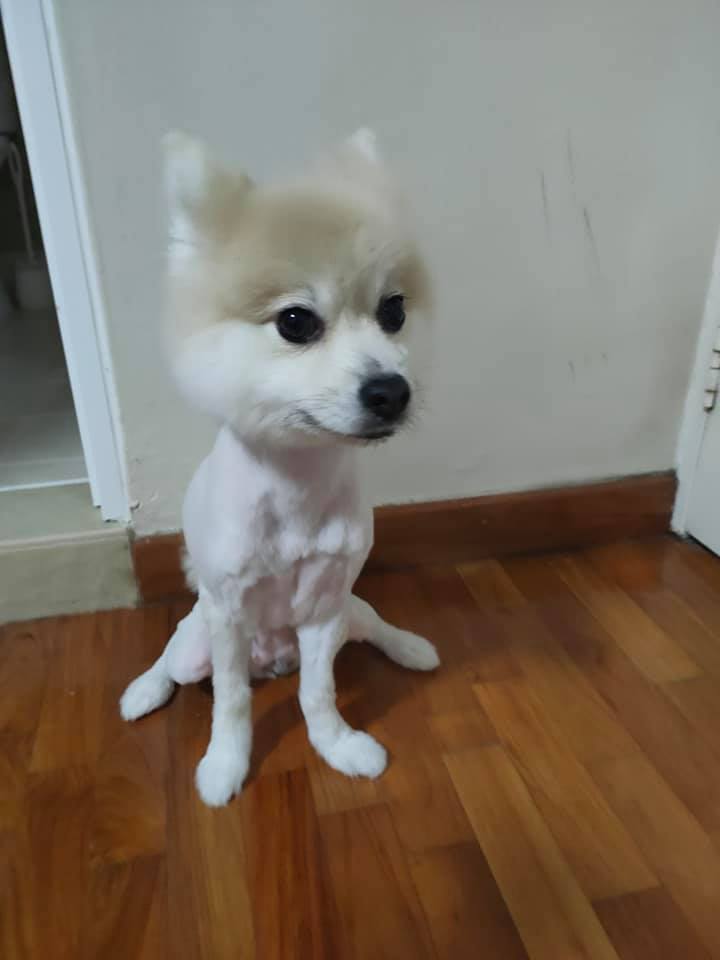 シンガポール 犬 トリミング