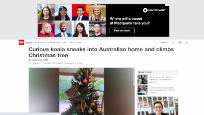 南オーストラリア州 コアラ クリスマスツリーに関連した画像-02