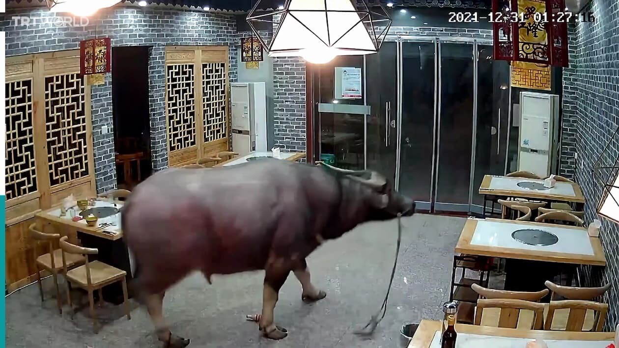 水牛　中国　食肉処理場