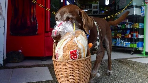 コロンビア　犬　配達に関連した画像-01