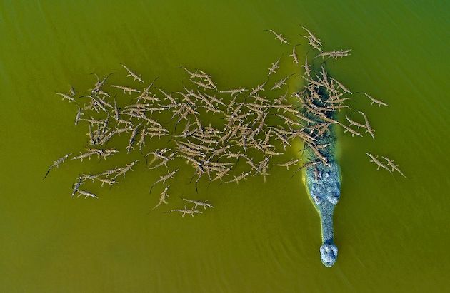 野生生物写真家コンテスト インドガビアル ワニ