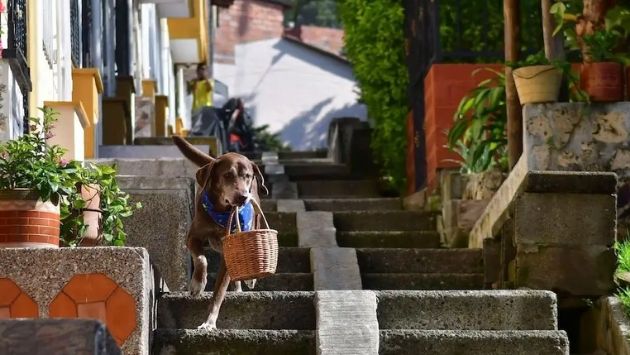 コロンビア 犬 配達に関連した画像-03