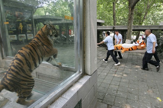 多摩動物公園から猛獣「ユキヒョウ」が脱走に関連した画像-09